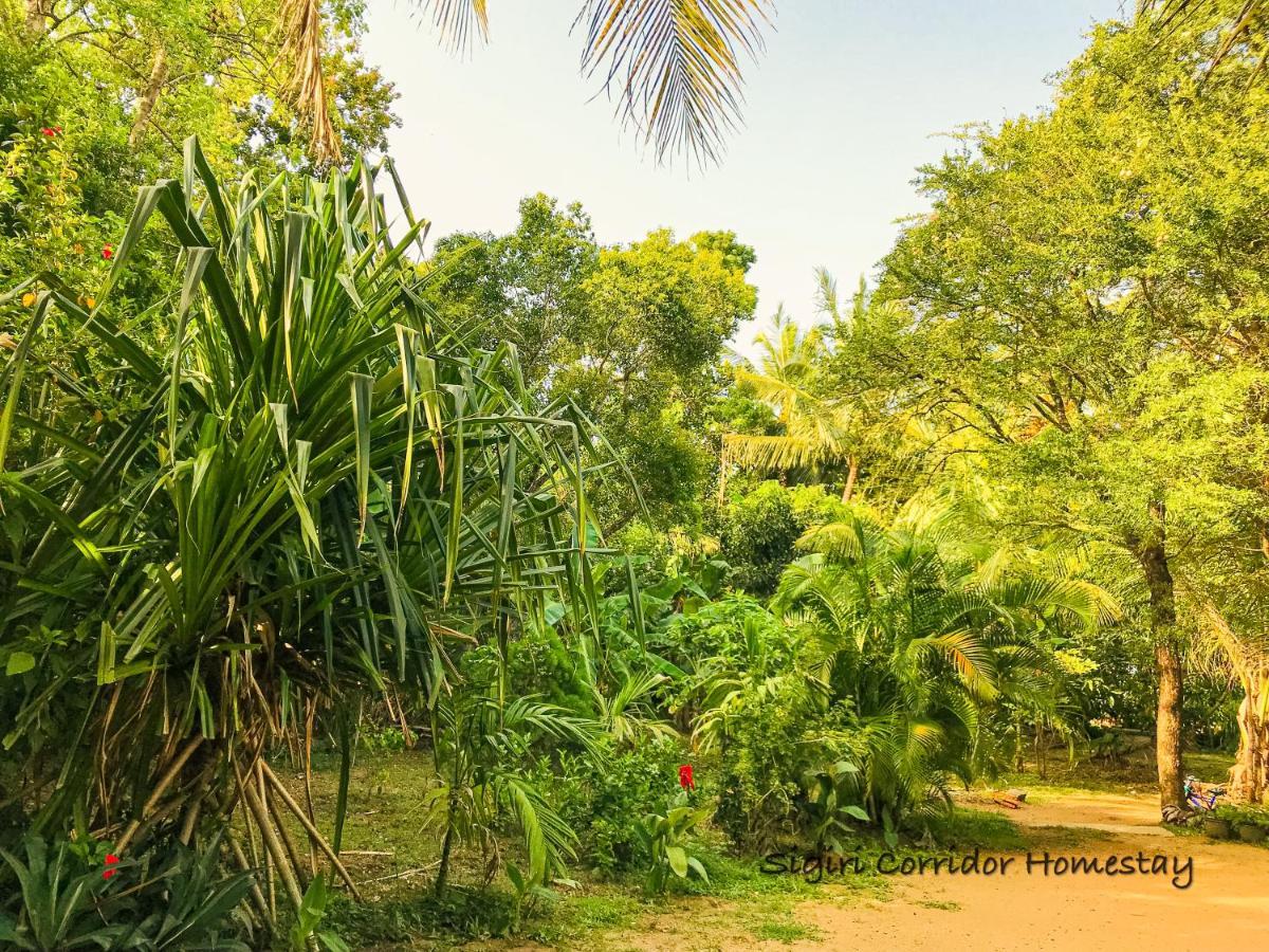 Sigiri Corridor Home Stay Sigiriya Exterior foto